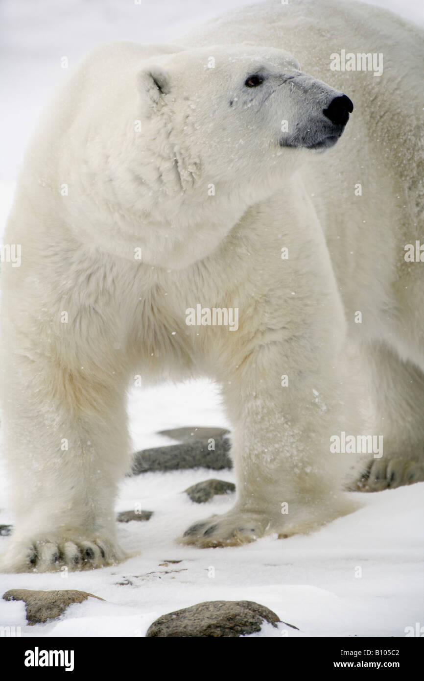 Polar bear animals hi-res stock photography and images - Alamy