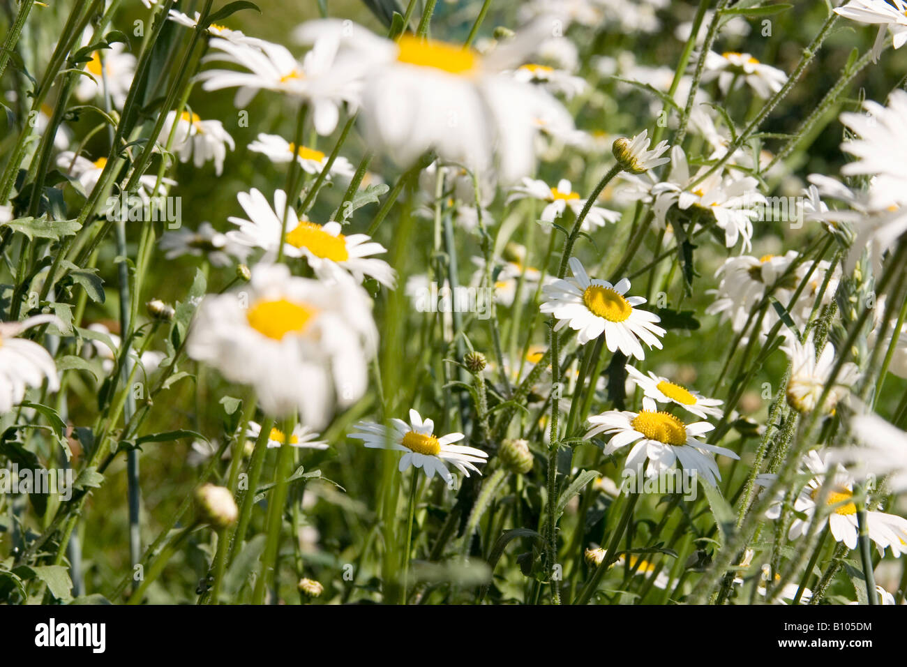 Daisies in summer, closeup Stock Photo Alamy