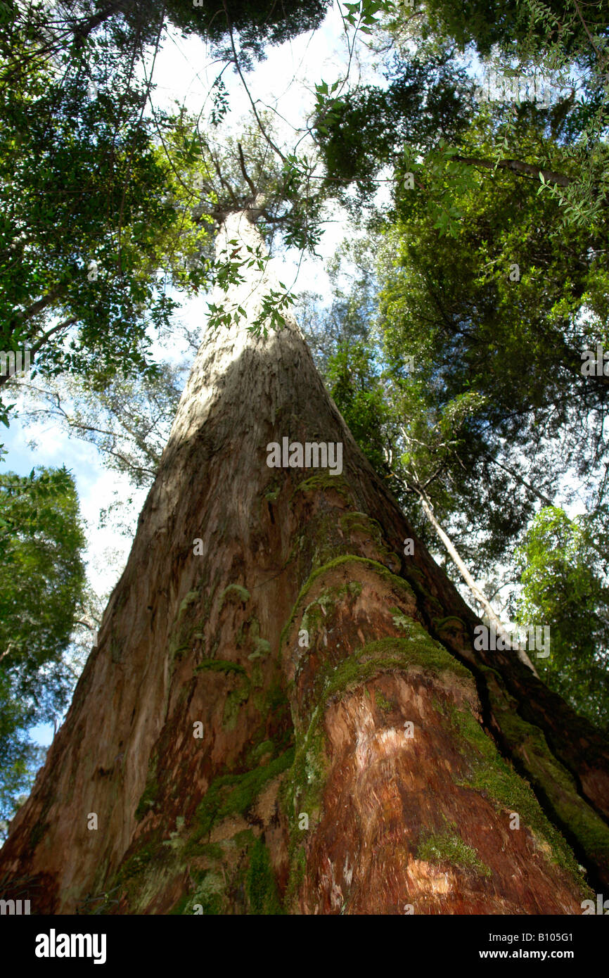 Tasmanian Oak Eucalyptus regnans Tahune Forest Reserve Tasmania Stock