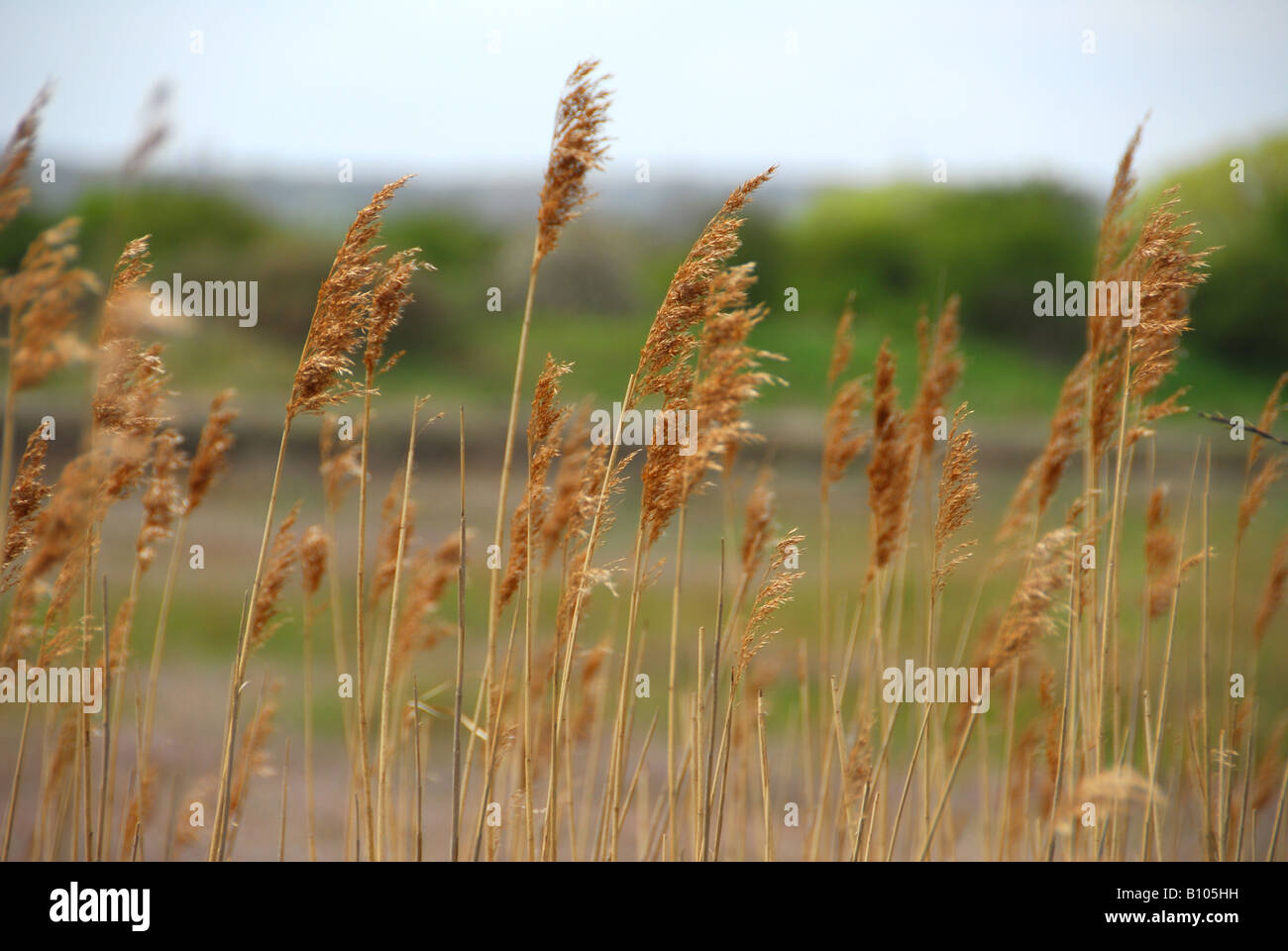 Dry grass field hi-res stock photography and images - Alamy