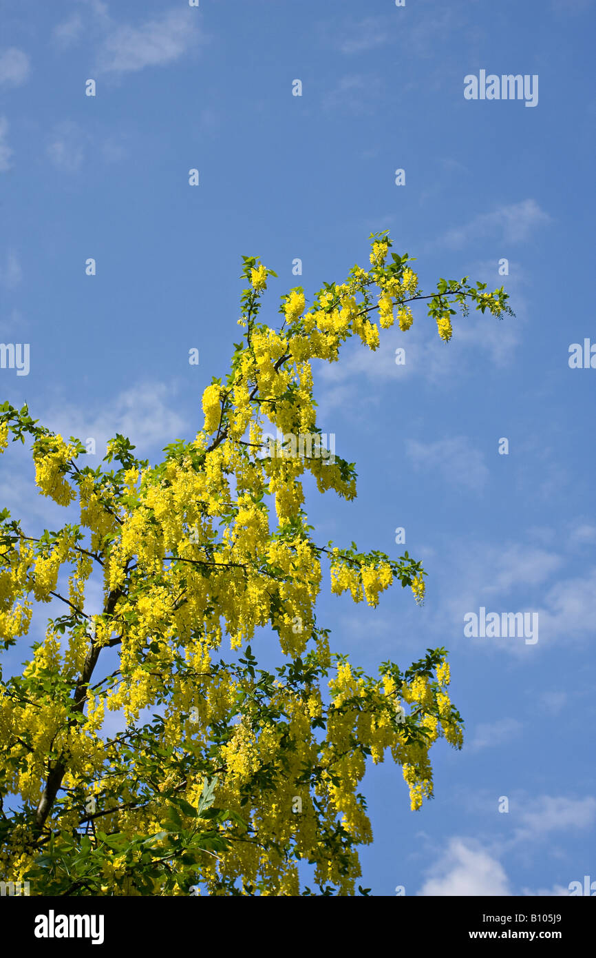 Laburnum tree (Laburnum anagyroides) in bloom in Spring in Sussex, England, UK Stock Photo