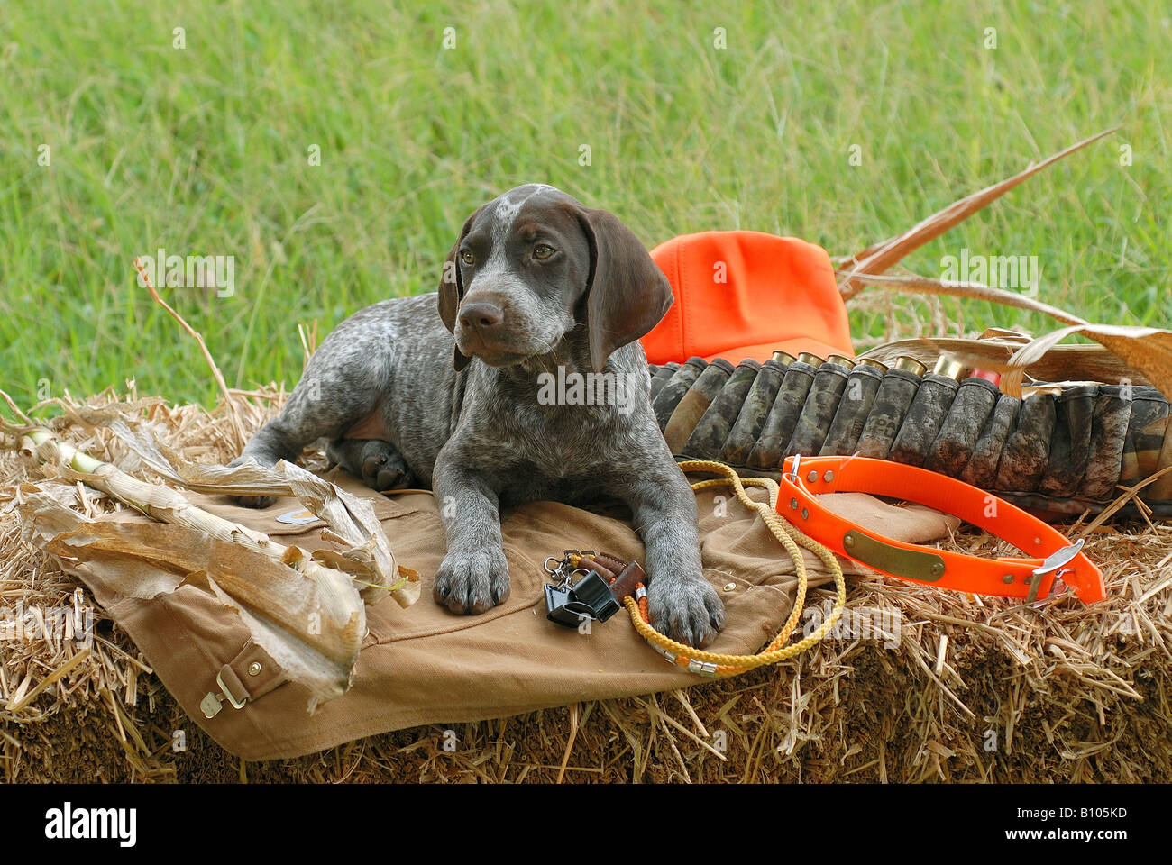 German Short Haired Pointer Pup Stock Photo 17829489 Alamy