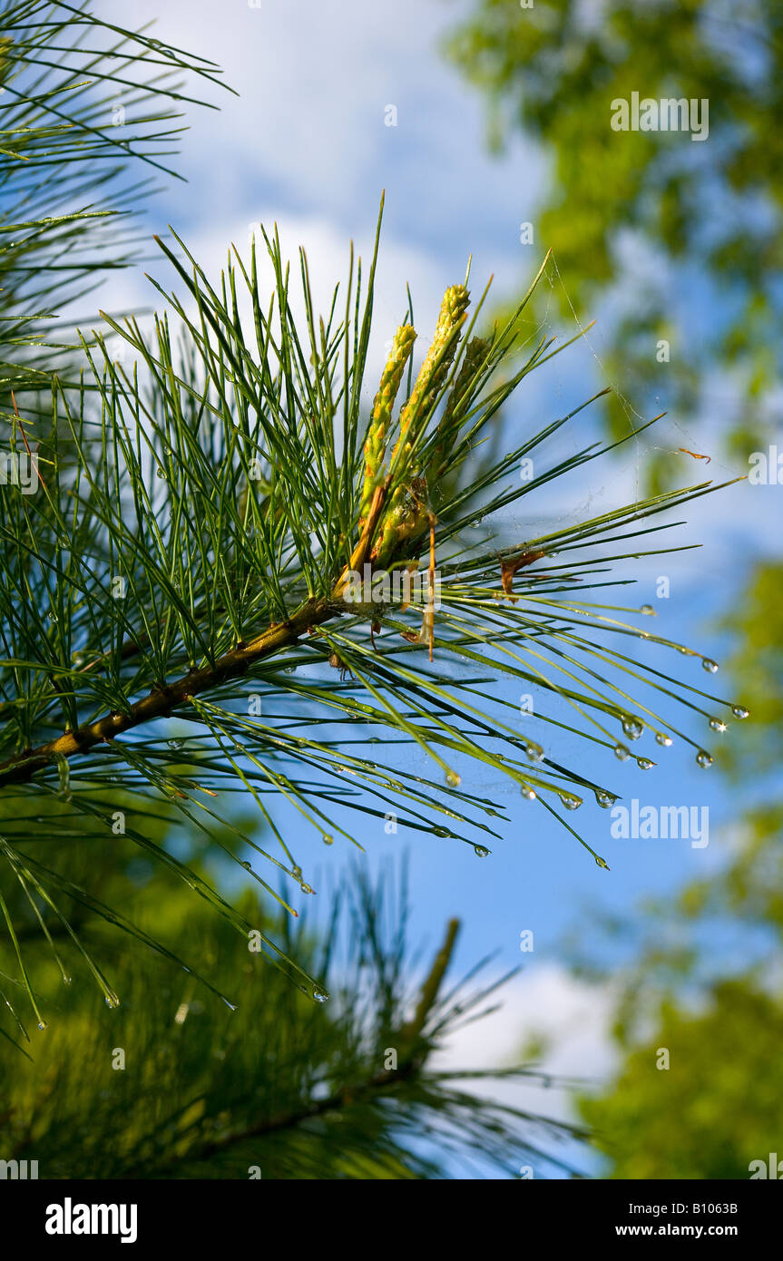 White pine tree vermont hires stock photography and images Alamy