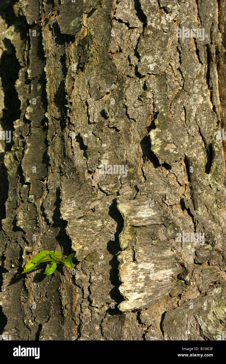 Sourwood bark on mature tree trunk diameter approximate 12 inches Stock Photo