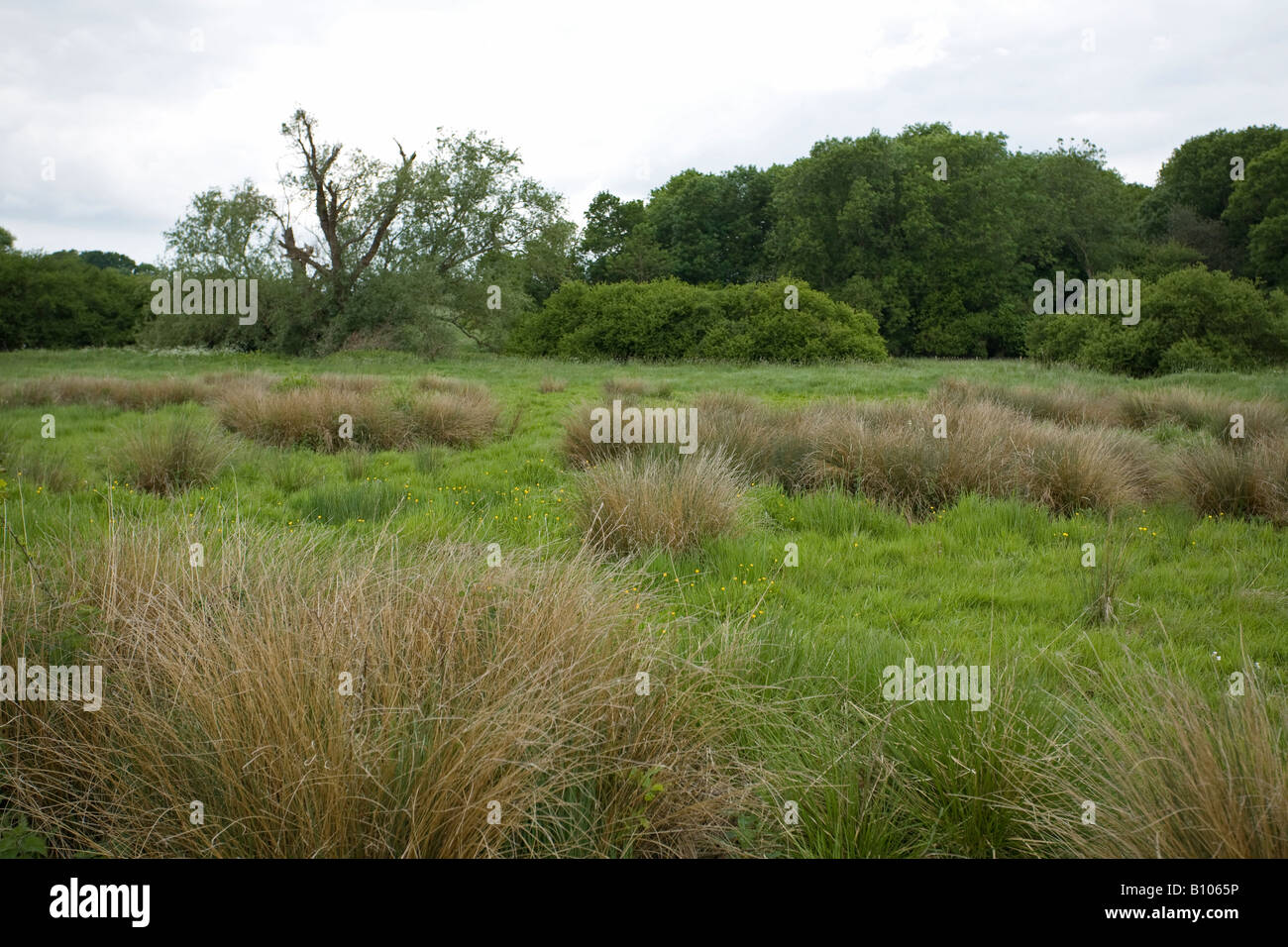 English countryside at Woods Mill, Henfield, Sussex, England Stock Photo