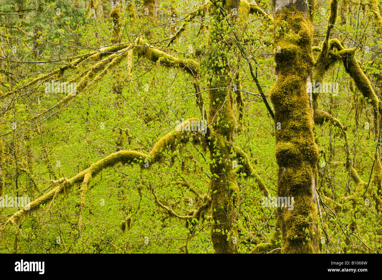 Vine Maple (Acer circinatum) spring leaves, Sauk River, Washington State, MAY Stock Photo