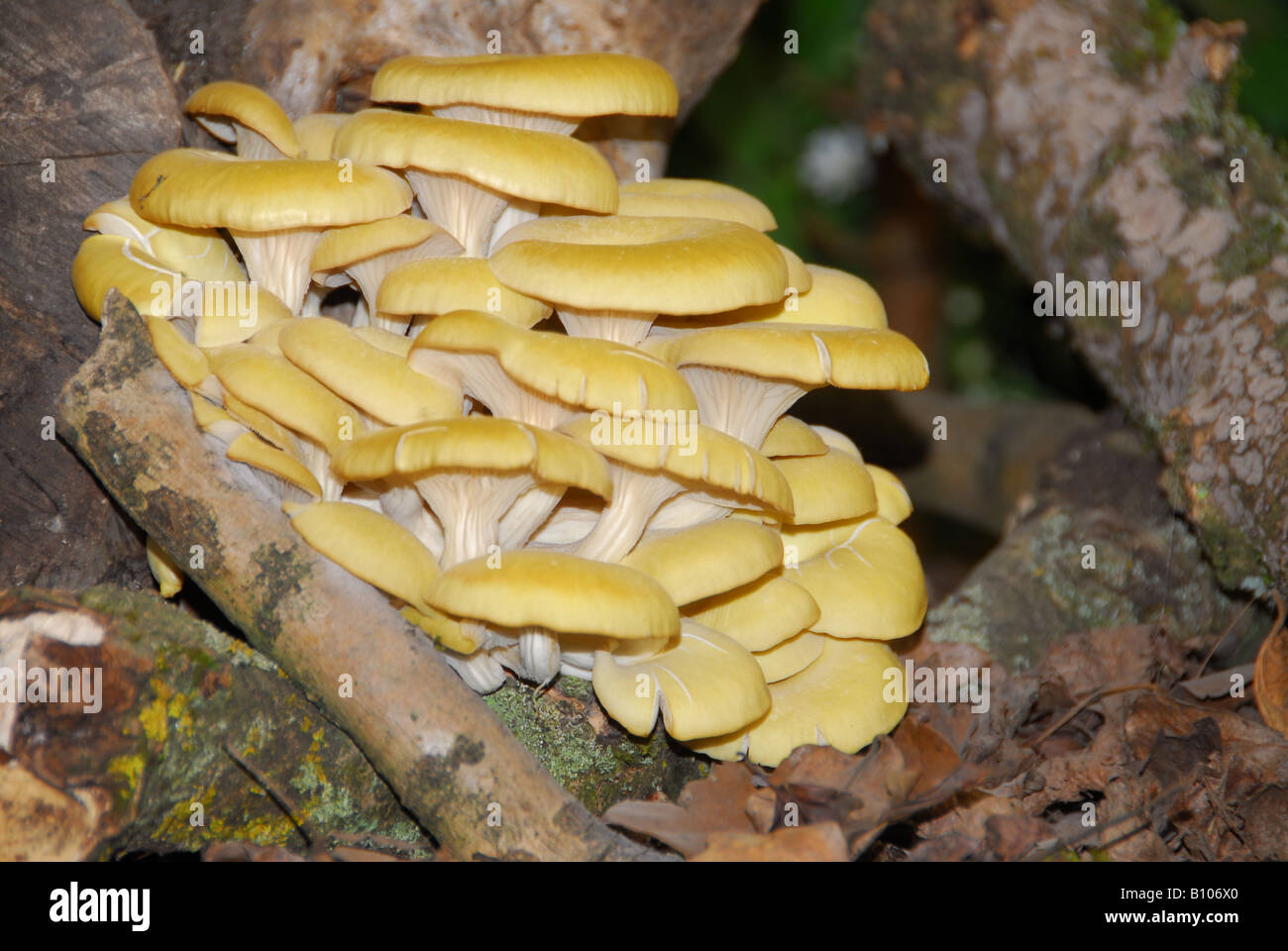 Damp forest fungus hi-res stock photography and images - Alamy