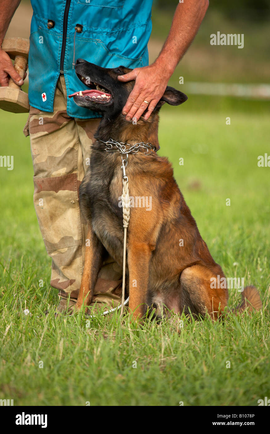 Training Of Belgian Shepherd Stock Photo - Download Image Now