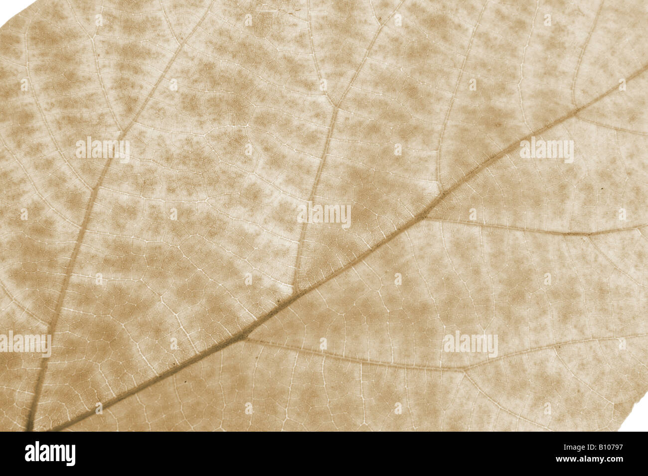 Close up of a dry leaf hi-res stock photography and images - Alamy