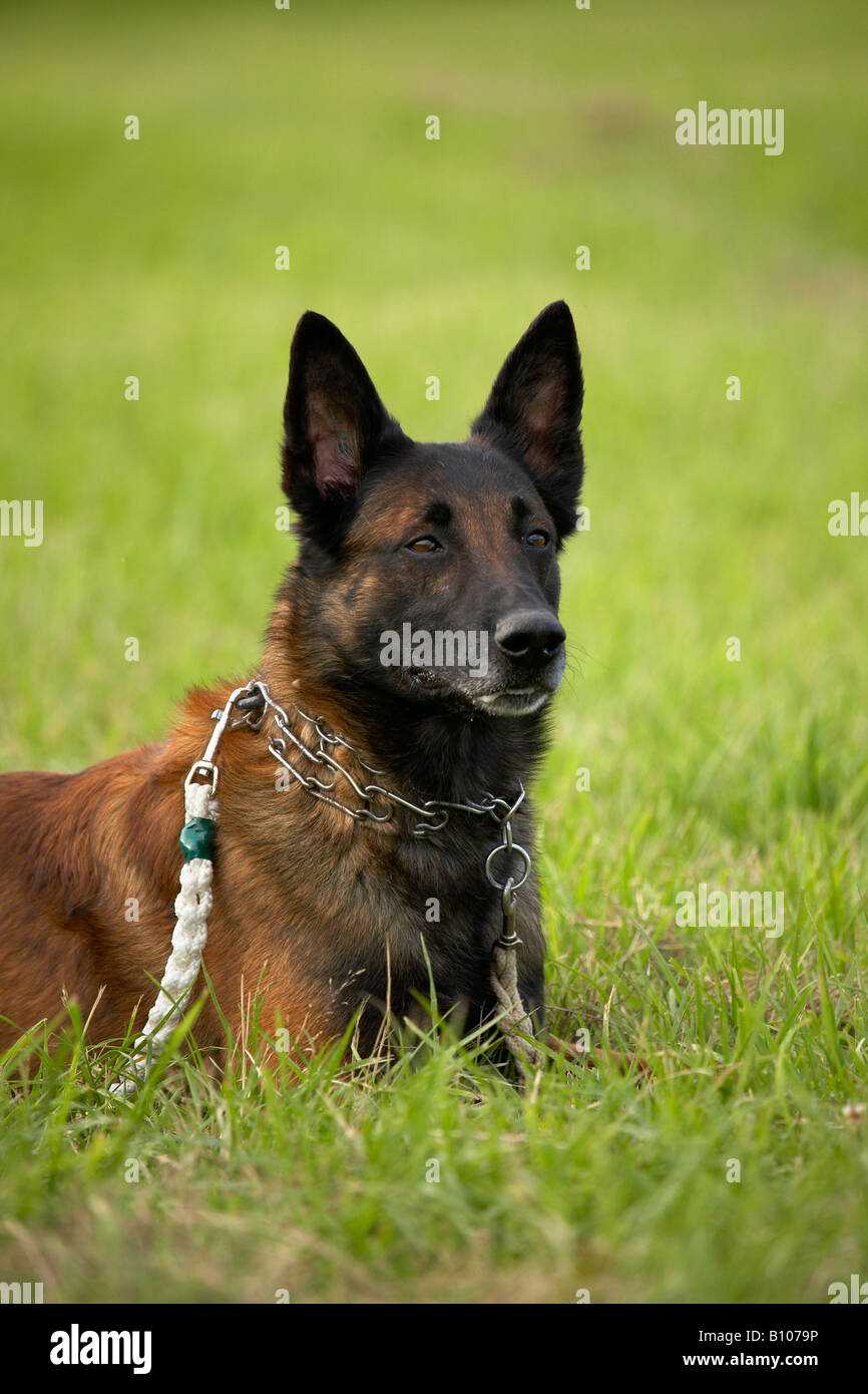 Belgian Malinois at training Stock Photo Alamy