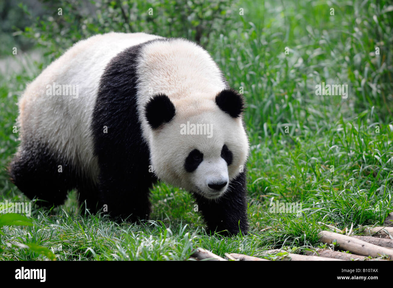 China Sichuan Wolong Panda Reserve Unesco World Heritage site Stock Photo