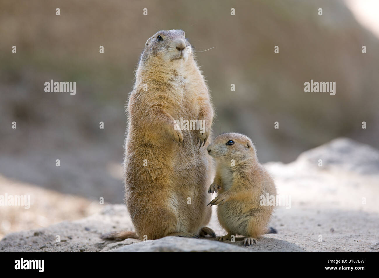 black tailed Prairie dog mother with young - Cynomys ludovicianus Stock Photo