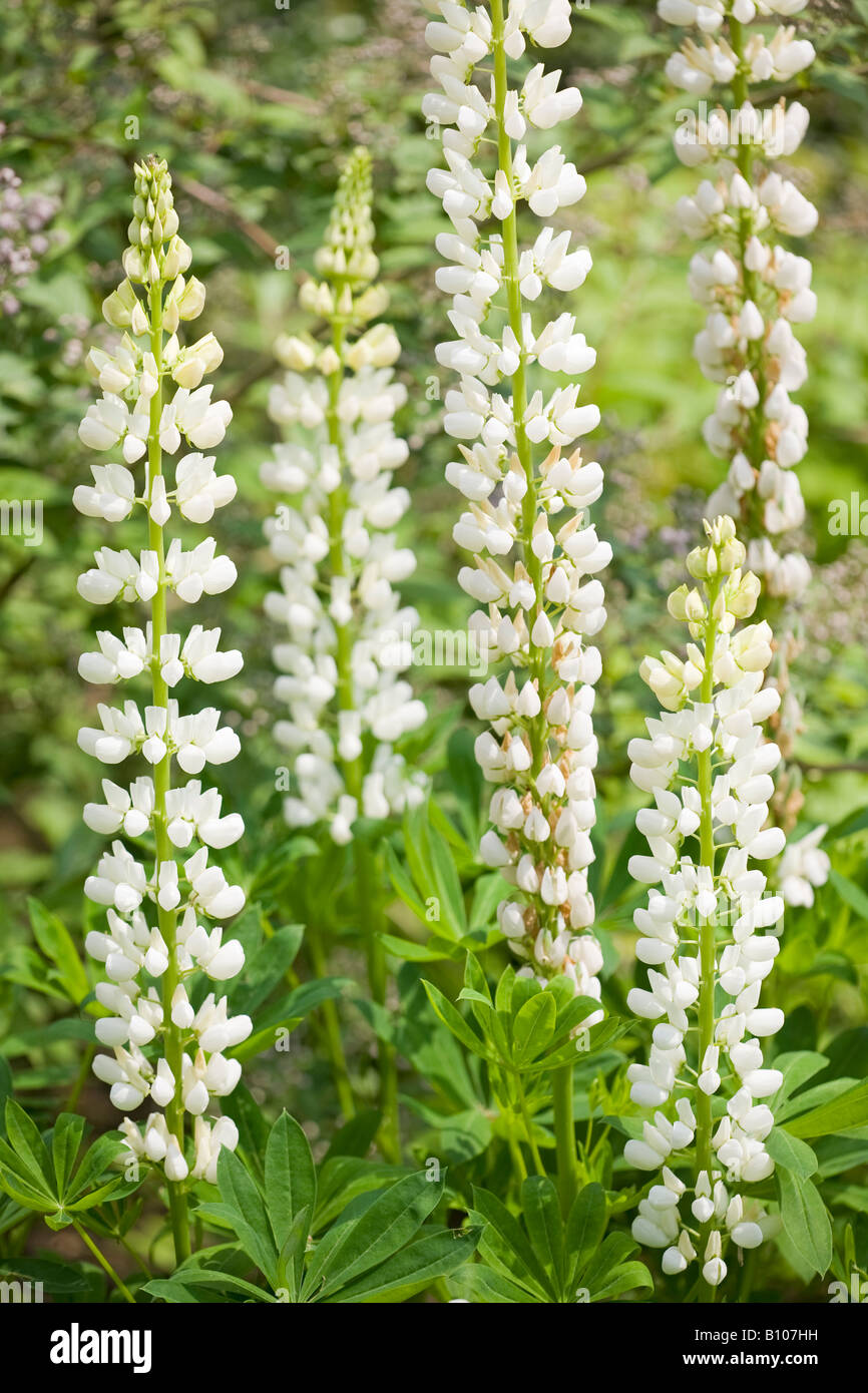 White Lupin (Lupinus) flowers in bloom in Spring, England. Stock Photo