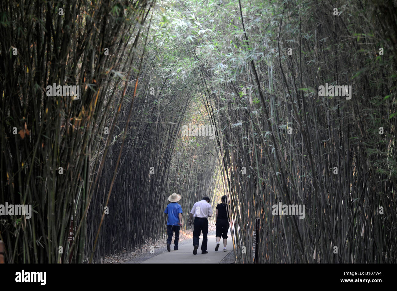 China Sichuan Wolong Panda Reserve Unesco World Heritage site Stock Photo