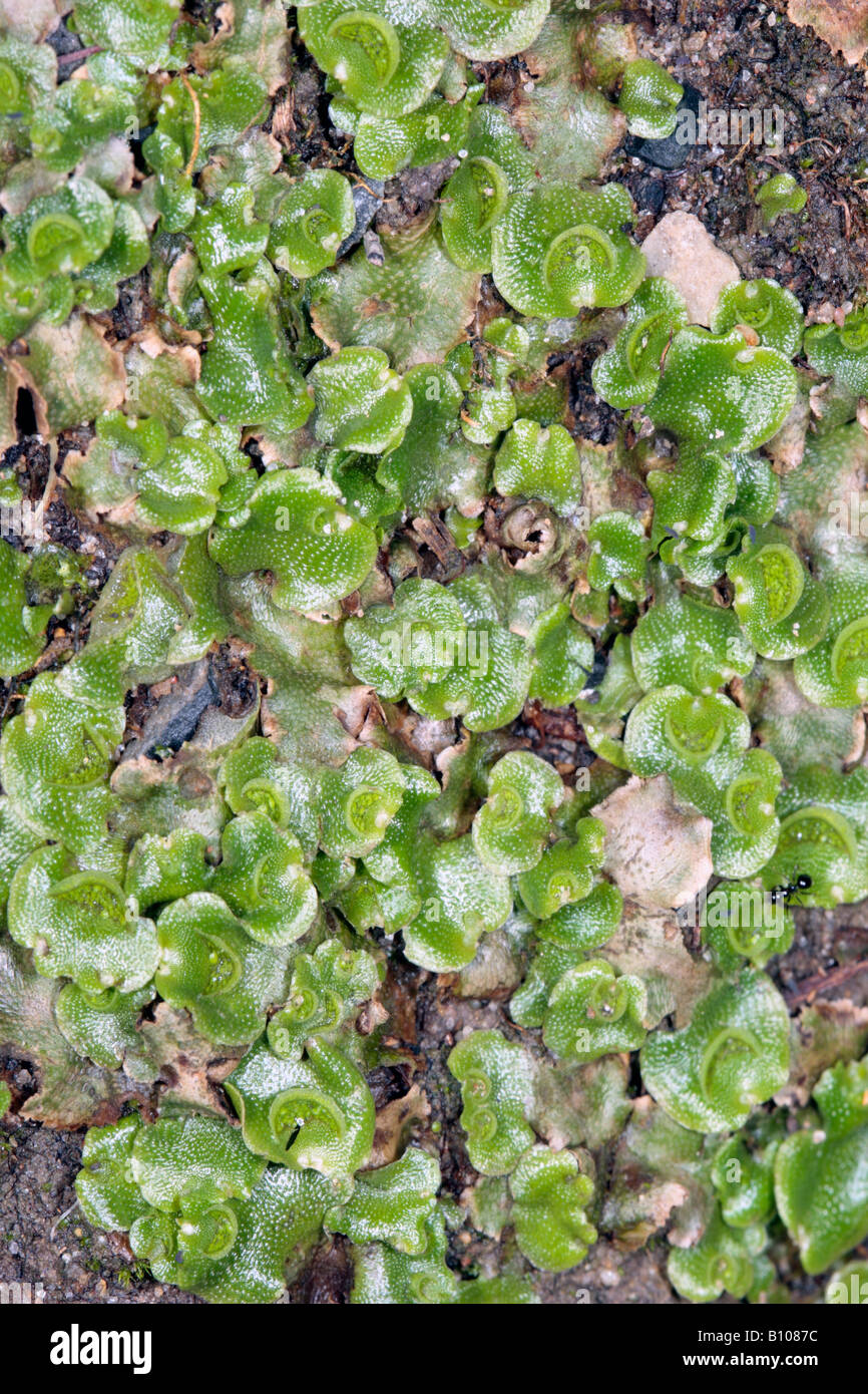 Close-up of Thallose Liverwort [interspersed with Tortula moss] showing crescent-shaped gemmae cups with gemmae inside Stock Photo