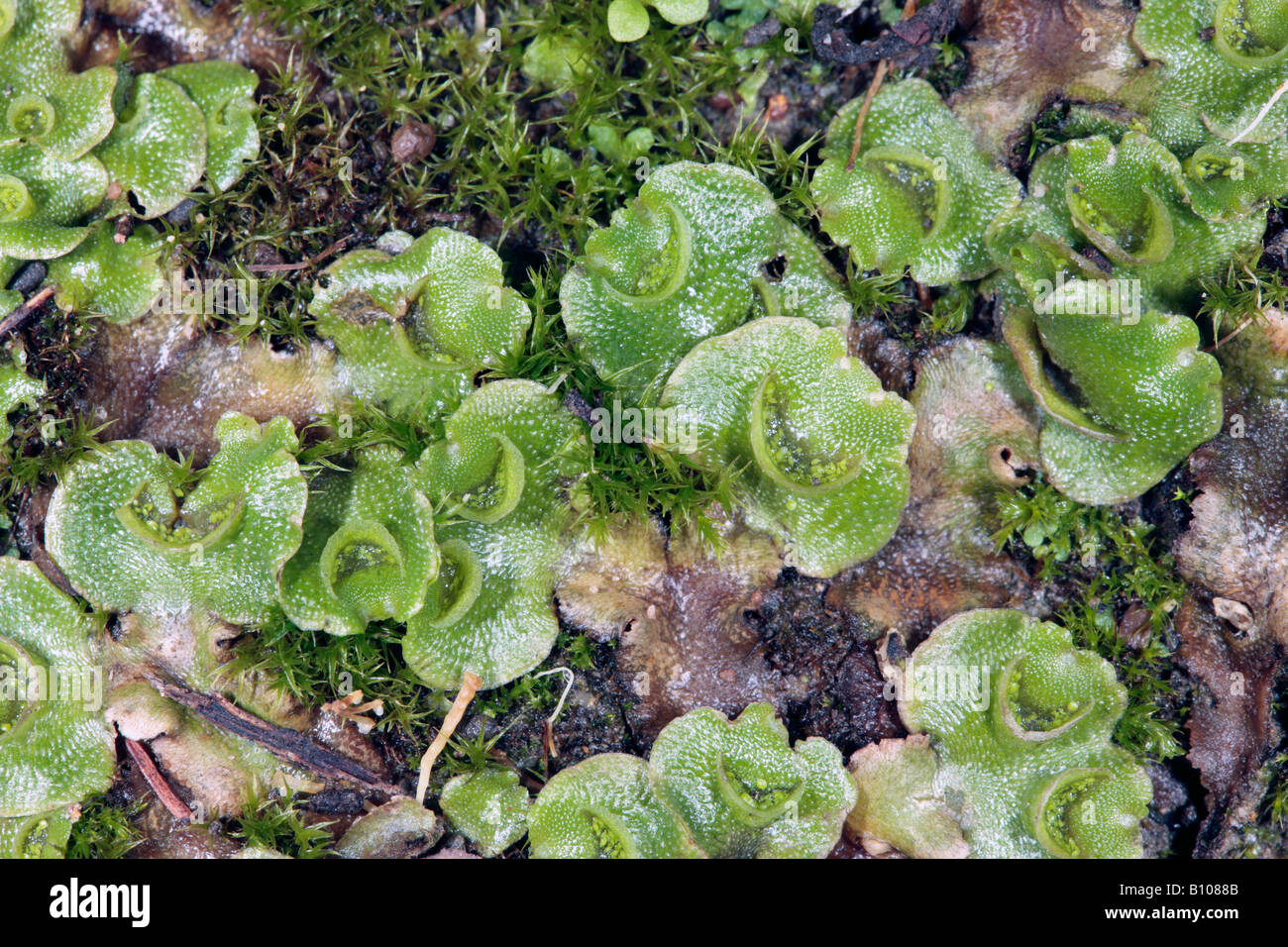 Close-up of Thallose Liverwort with Tortula moss] showing crescent-shaped gemmae cups with gemmae inside- Lunularia cruciata Stock Photo