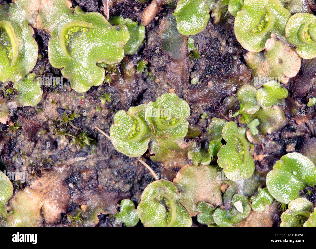 Close-up of Thallose Liverwort [interspersed with Tortula moss] showing crescent-shaped gemmae cups with gemmae inside Stock Photo