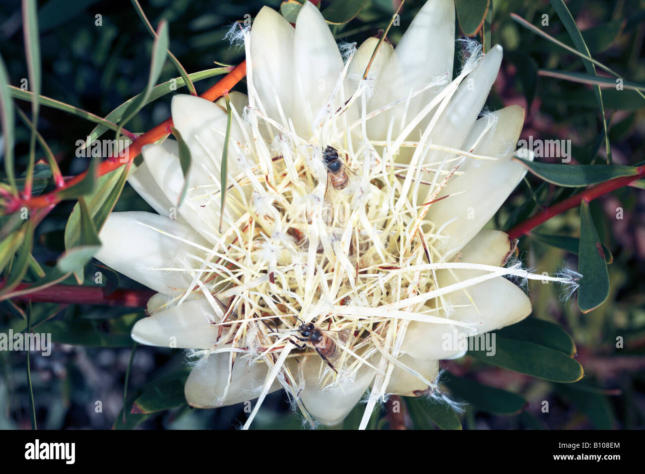 Common Sugarbush and Honey Bees -Protea repens and Apis mellifera-Family Proteaceae Stock Photo