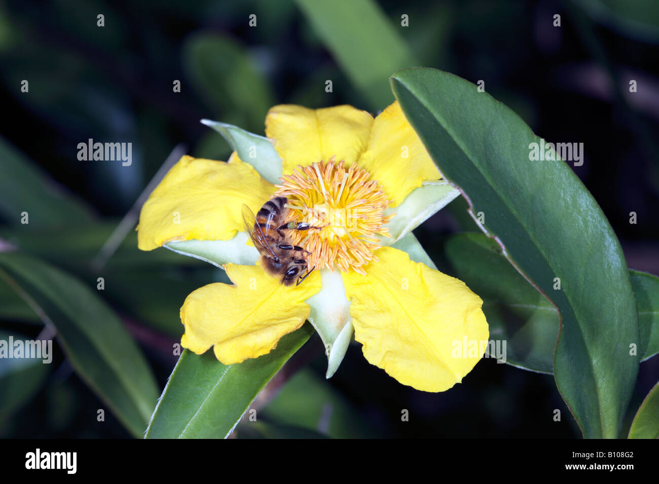 Climbing Guinea Flower -Family Dilleniaceae-and Honey Bee -Hibbertia scandens and Apis mellifera Stock Photo