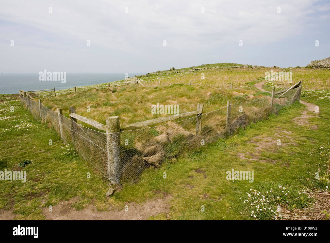 Skomer Rabbits Island of rabbits hi-res stock photography and images - Alamy