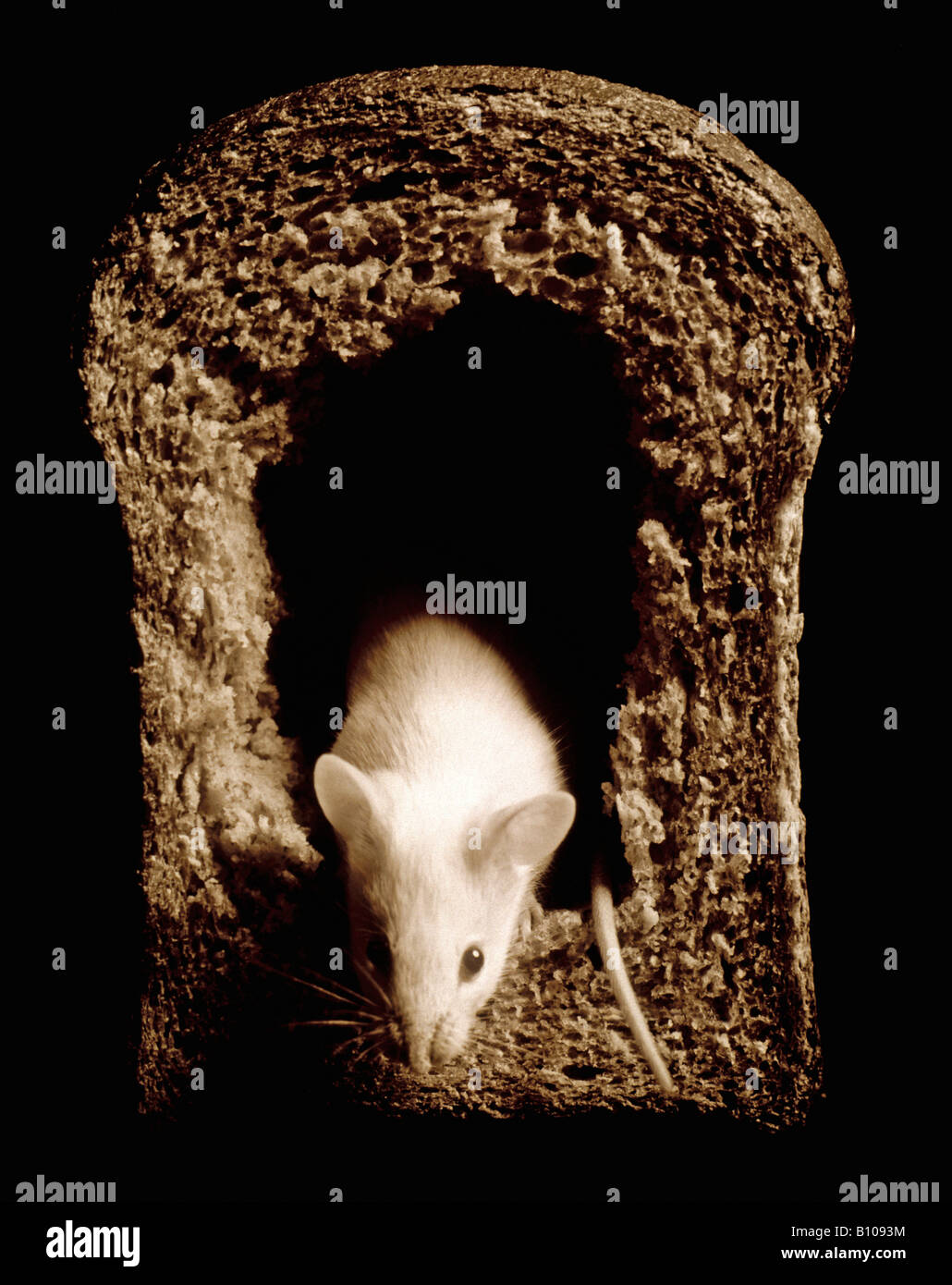 Mouse in bread Stock Photo - Alamy