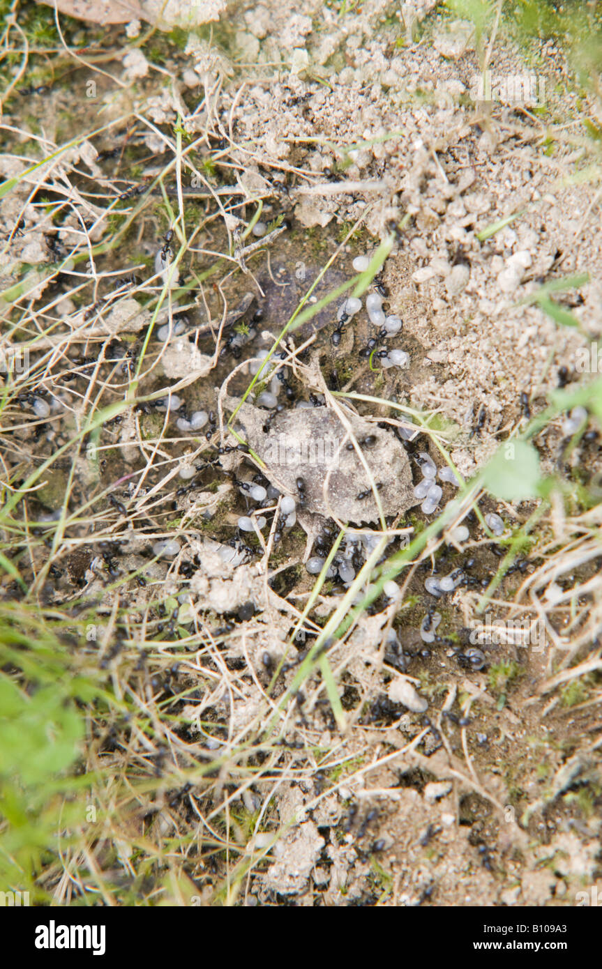 swarm of ants Stock Photo - Alamy