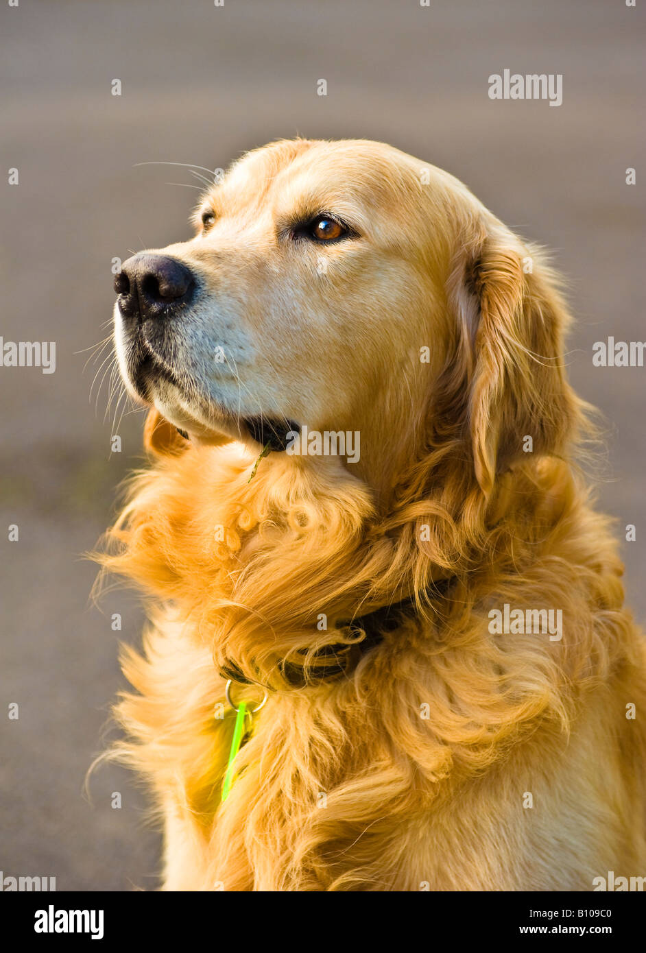 When Does A Golden Retriever Mature