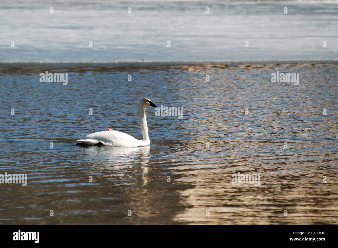 Swan mountain road hires stock photography and images Alamy