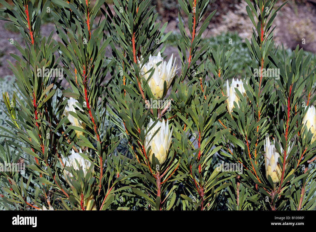 Common Sugarbush -Protea repens-Family Proteaceae Stock Photo