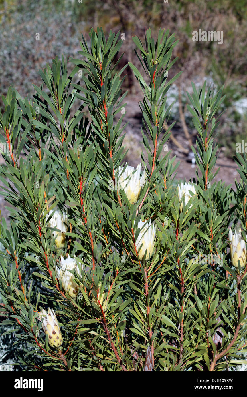 Common Sugarbush -Protea repens-Family Proteaceae Stock Photo