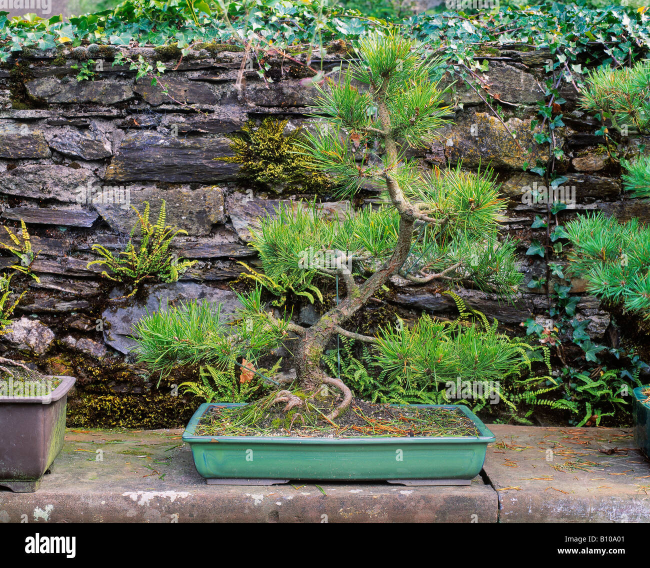 Bonsai Scots Pine, Berkeley Forest, Co Wexford, Ireland Stock Photo