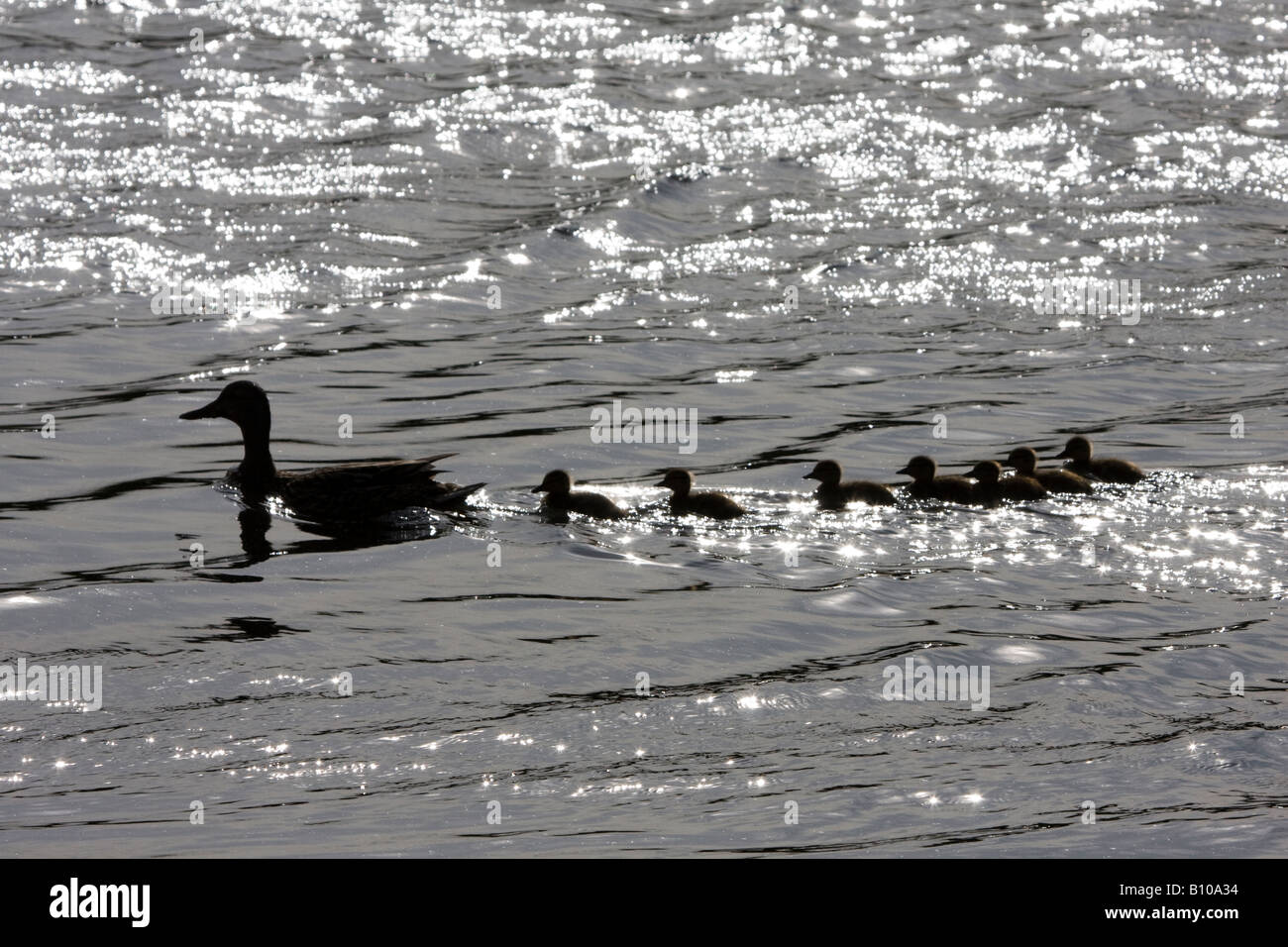 Silhouette of mother duck and ducklings Stock Photo