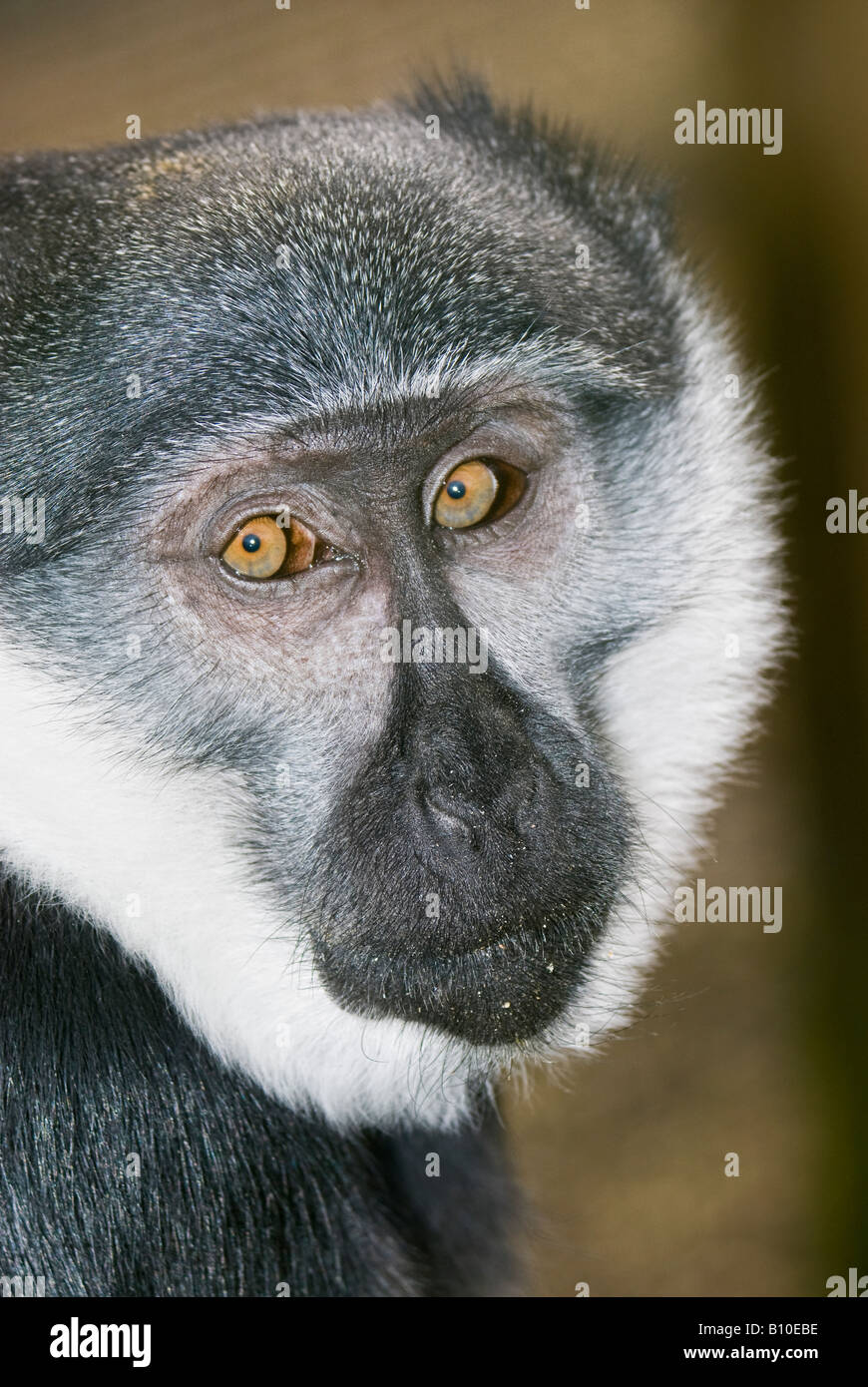 L'Hoests Monkey (Cercopithecus Ihoesti) Stock Photo