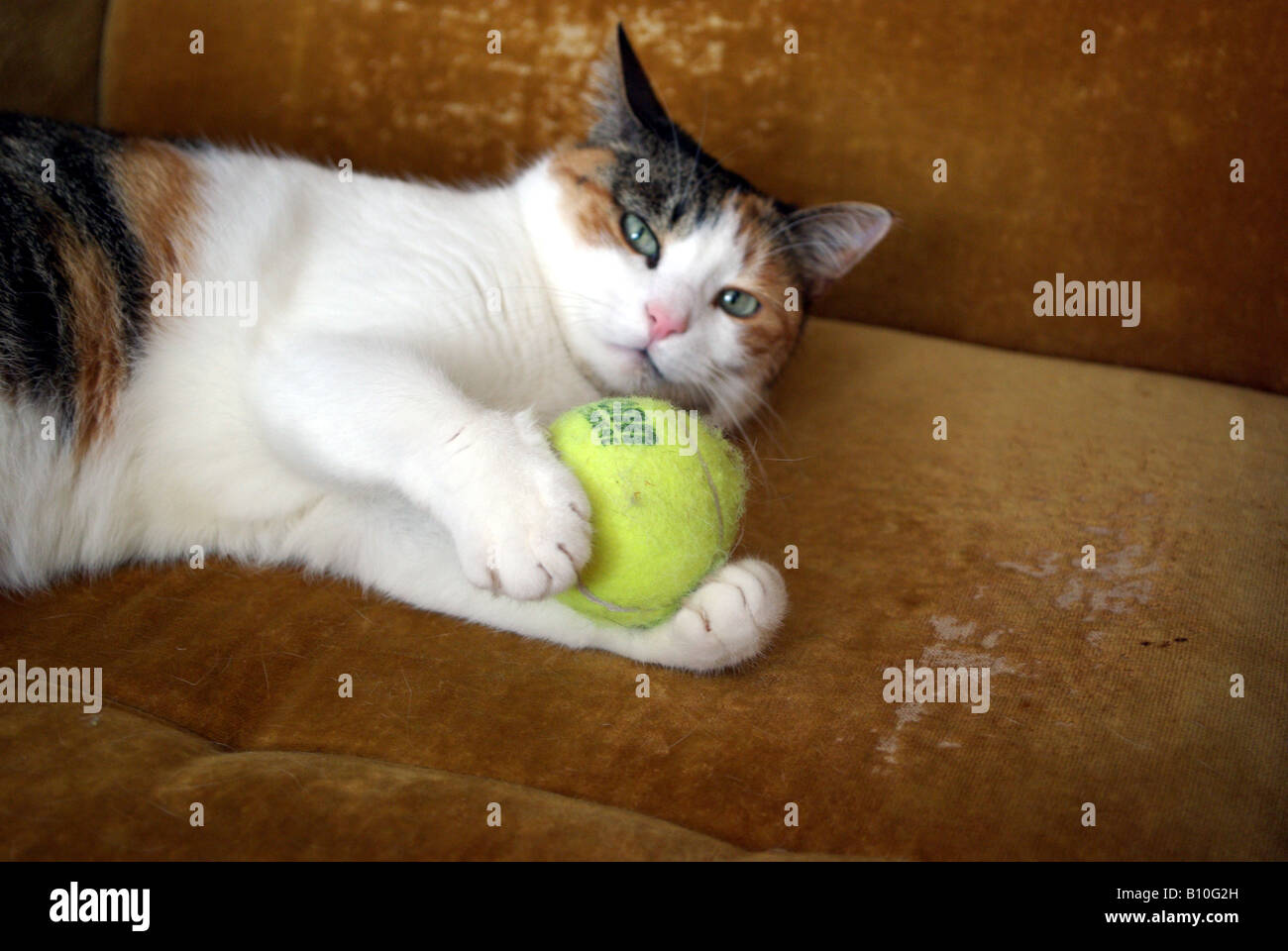 Cat playing with tennis ball Stock Photo - Alamy