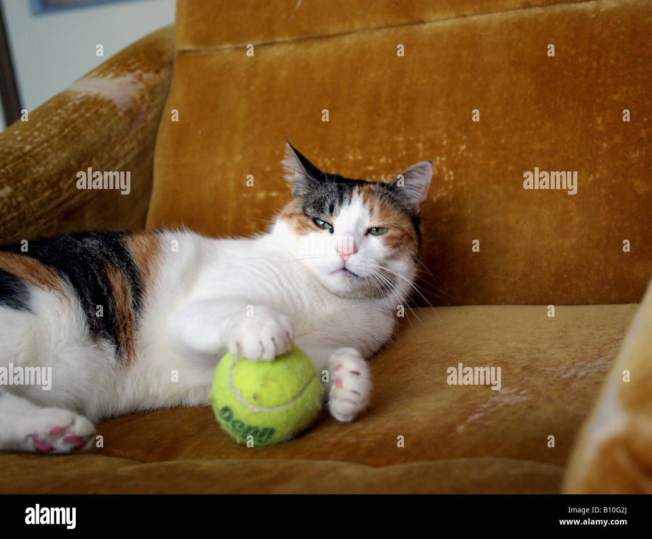 Cat playing with tennis ball Stock Photo Alamy