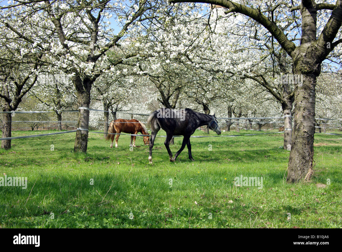Horses In Spring Time Horses and spring time afternoon Stock Photo - Alamy