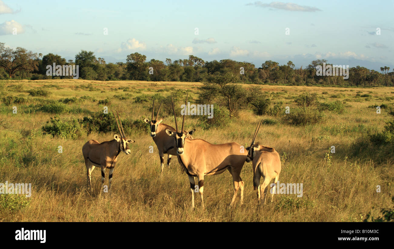 A herd of gazelle's in Kenya Africa Stock Photo - Alamy