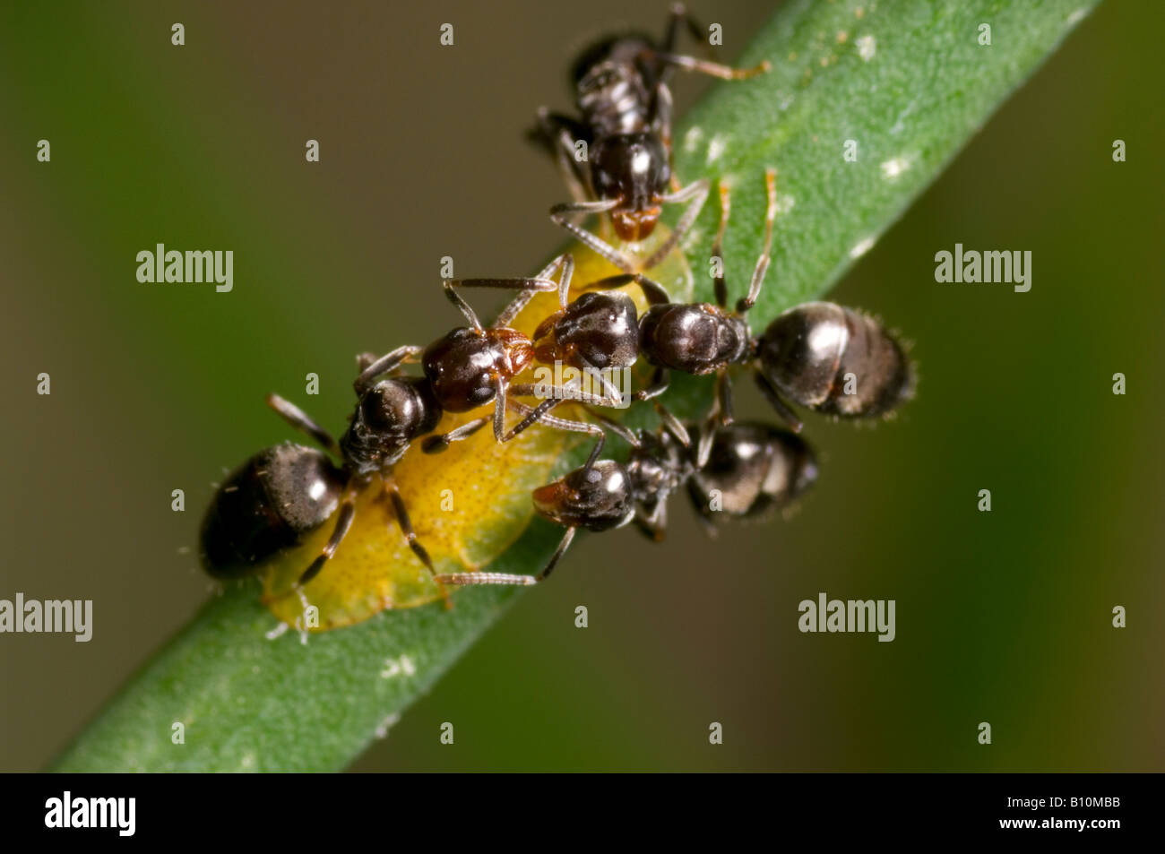 Ants feeding on honeydew from soft brown scale Stock Photo Alamy