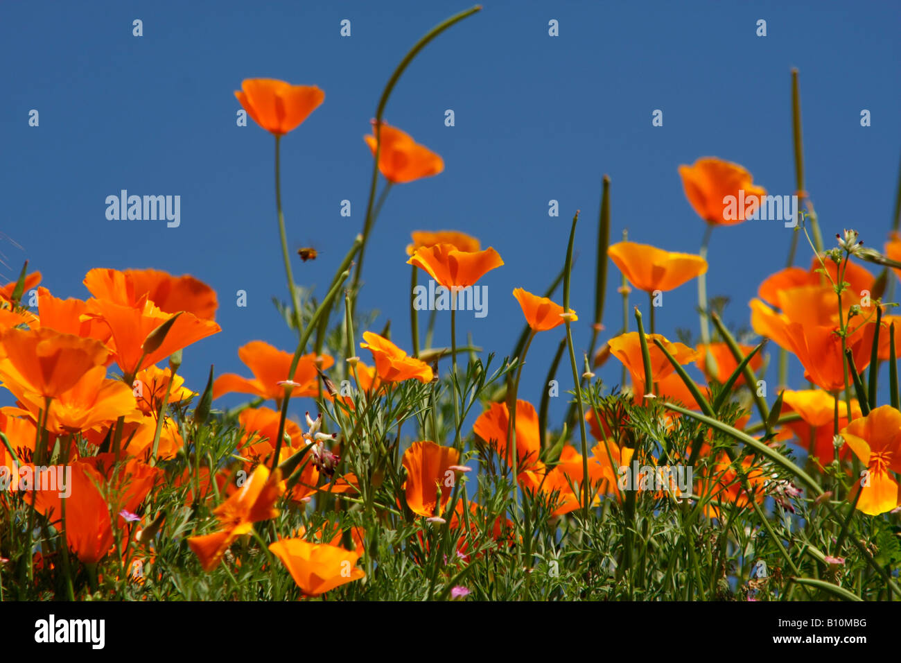 bright orange California poppies and blue sky on Corsica France Stock Photo