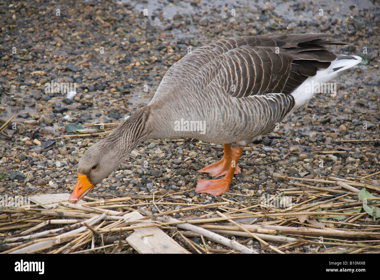 Greylag goose on shore of Oulton Broad Suffolk Stock Photo