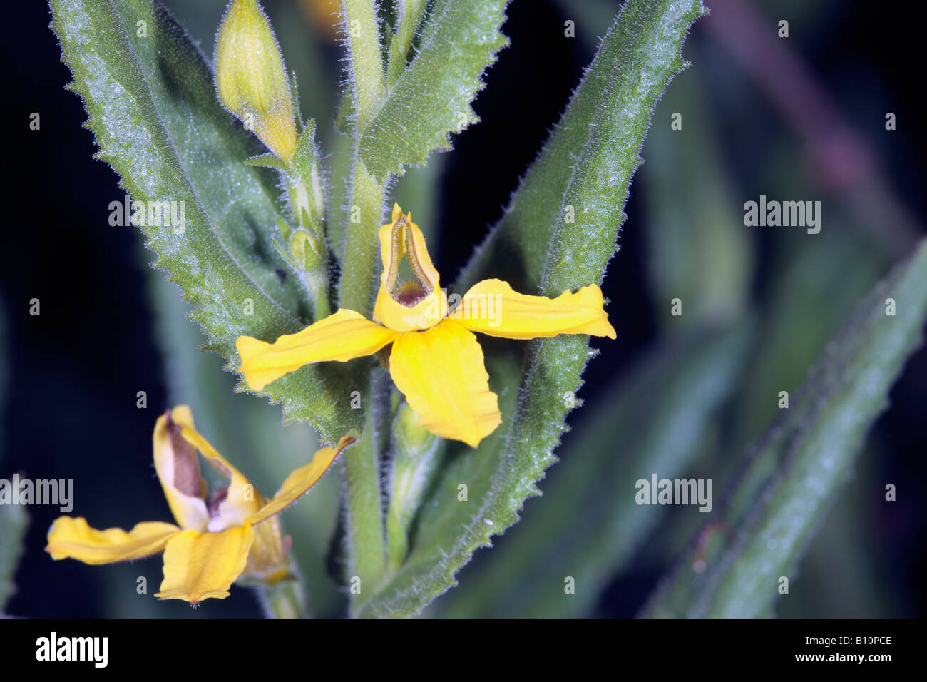 Clasping Goodenia-Goodenia amplexans-Family Goodeniaceae Stock Photo