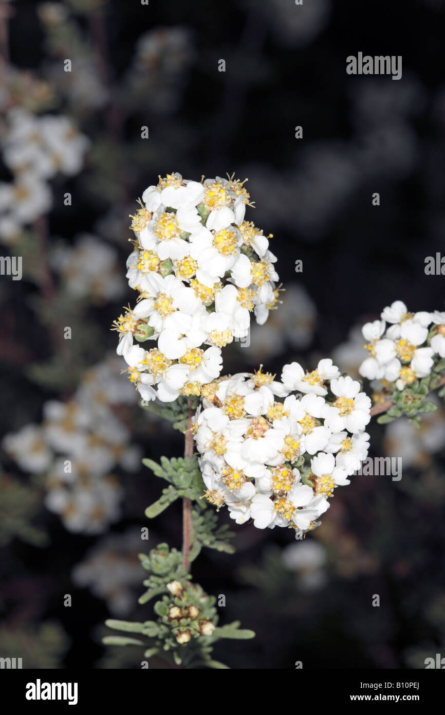Close-up young blooms of Cape Snow Bush / Kapokbossie / Sandveld /  Wild Rosemary- Eriocephalus africanus - Family Asteraceae Stock Photo