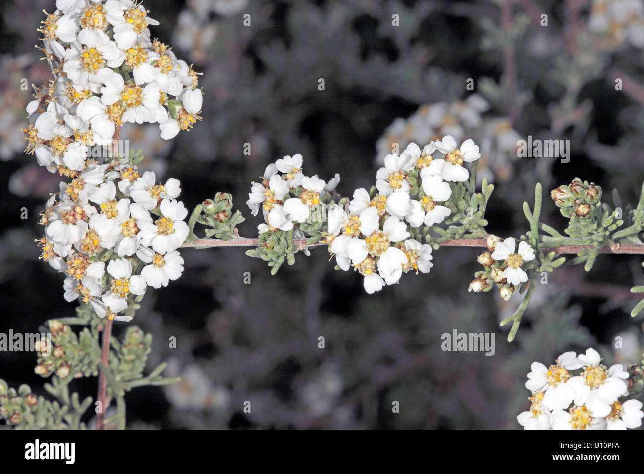 Close-up young blooms of Cape Snow Bush / Kapokbossie / Sandveld /  Wild Rosemary- Eriocephalus africanus- Family Asteraceae Stock Photo