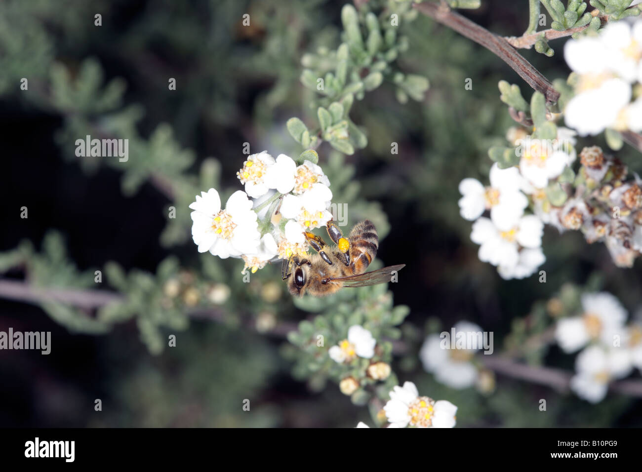 Wild/ Cape/Sandveld/ Rosemary/ Snow Bush/Kapokbossie -Family Asteraceae- and Honey Bee-Eriocephalus africanus and Apis mellifera Stock Photo