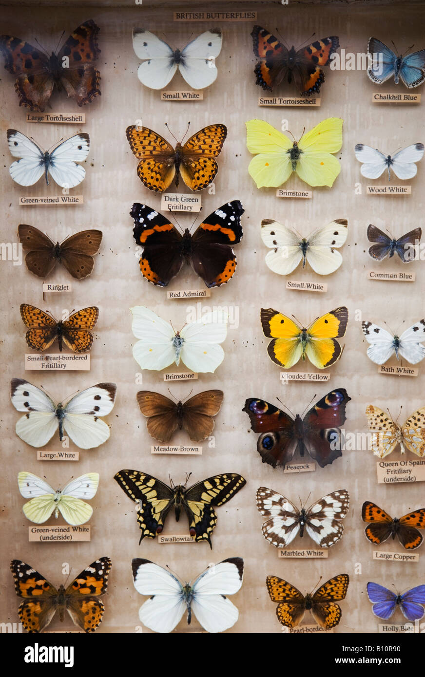 【中古】 Butterflies Zebras ＆ Moonbeams Nucultures The Zebra Butterfly 1934 Butterflies Of America Antique
