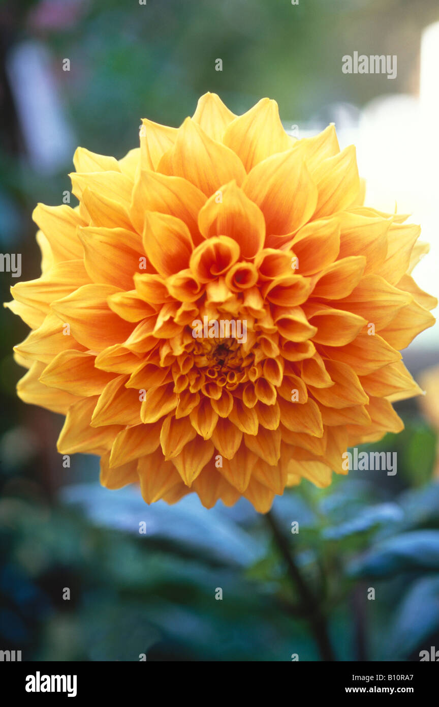 Dahlia seed hires stock photography and images Alamy