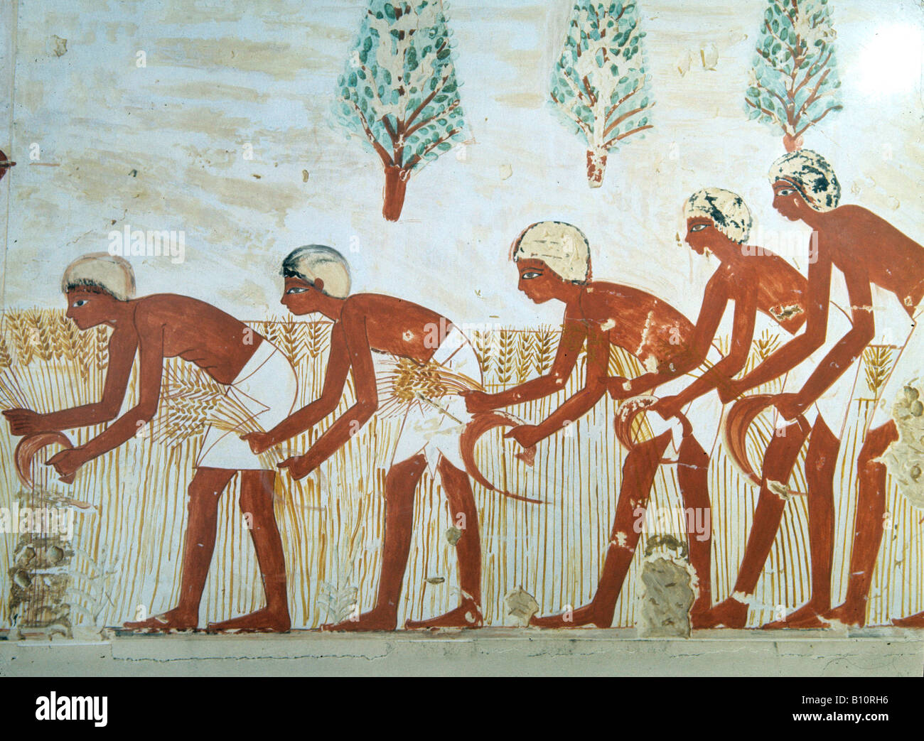 Tomb of Menna. Thebes. Harvesting. 18th Dynasty. Egypt Stock Photo