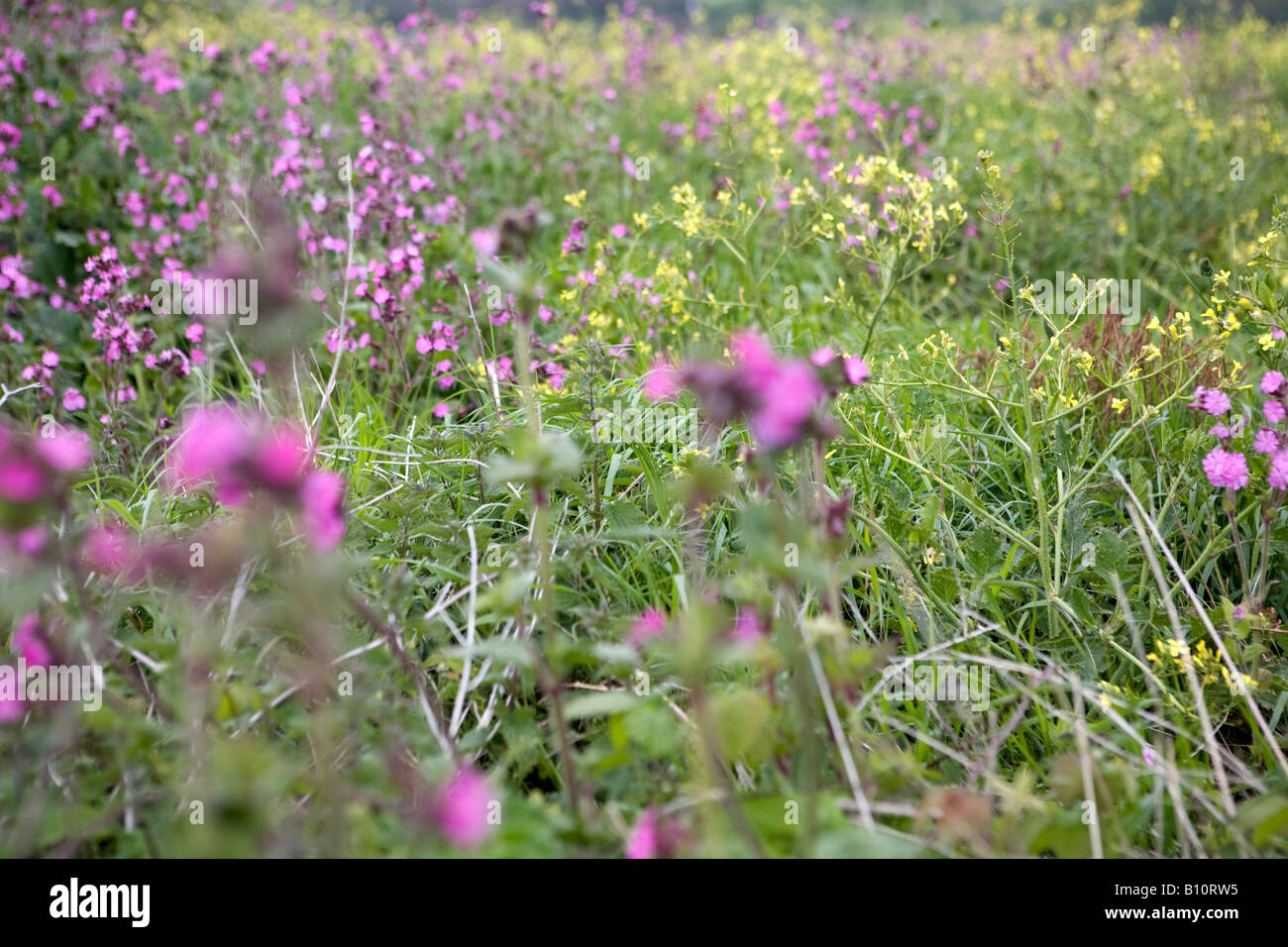 Cornish meadow hires stock photography and images Alamy