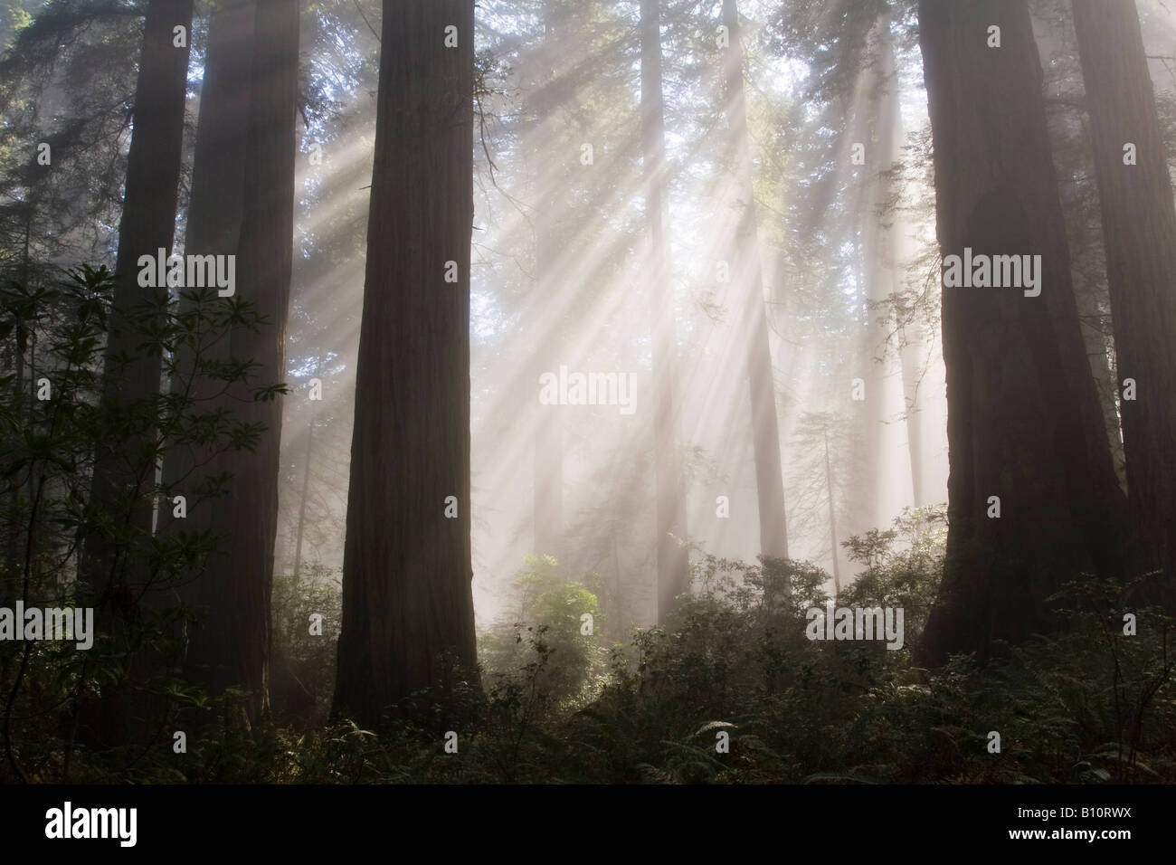 Sunlight breaks through the fog in a redwood grove in Redwoods National Park California Stock Photo