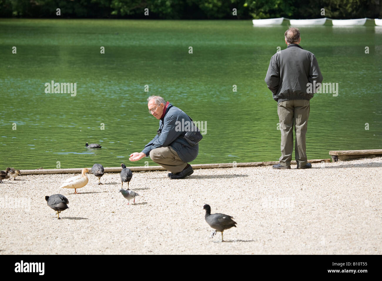 Elderly man feeding the ducks at Swanbourne Lake at Arundel, West Sussex, England, UK Stock Photo